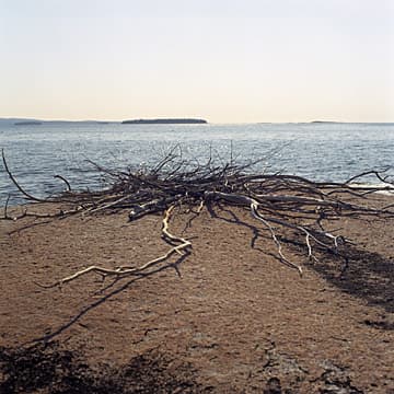 Nest, Maine, 2002