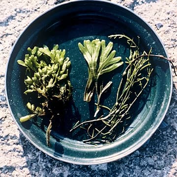 Seaweeds (Cooked), Maine, 2003