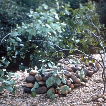 Riverbed with canopy of leaves, Newfoundland, 1999