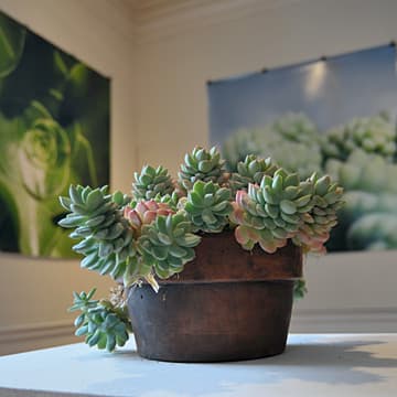 Interviews with Succulents (Installation view), Wave Hill Public Garden and Cultural Center, Bronx, NY, 2010