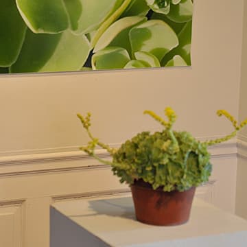 Interviews with Succulents (Installation view), Wave Hill Public Garden and Cultural Center, Bronx, NY, 2010